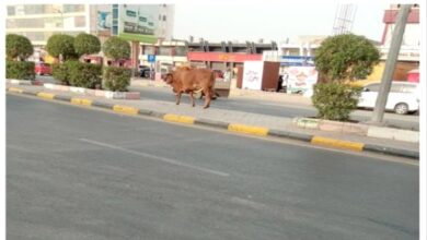 شكاوى من تزايد عدد الابقار المتجولة بعدن