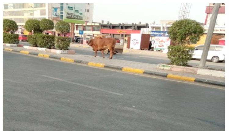 شكاوى من تزايد عدد الابقار المتجولة بعدن