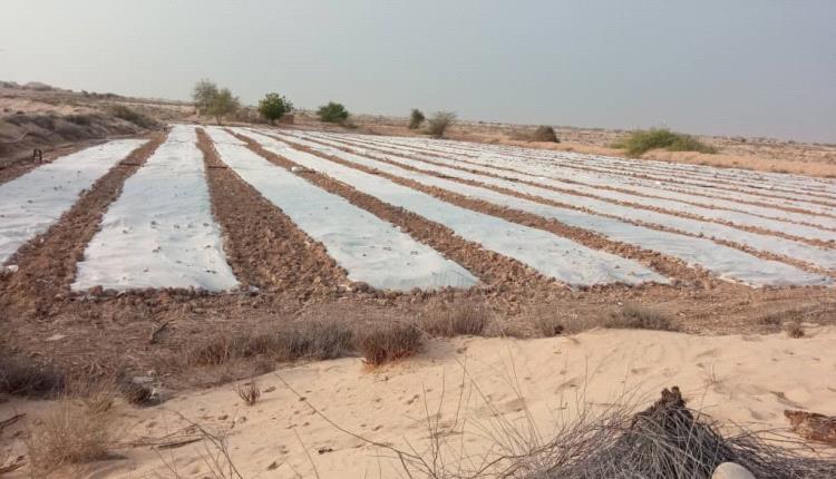 مستقبل مشرق لمديرية رضوم في المجال الزراعي والحيواني وزيادة التصدير فاق التوقعات