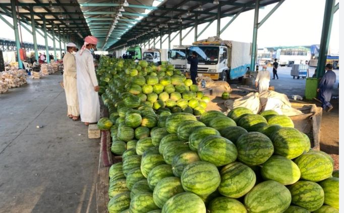 مكة المكرمة تتصدر إنتاج البطيخ في السعودية.. أكثر من 442 ألف طن سنويًا