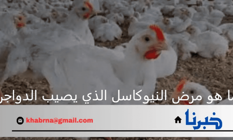 ما هو مرض النيوكاسل الذي يصيب الدواجن البرازيلية بعد حظر المملكة الاستيراد