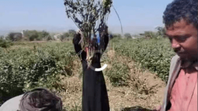 فيديو-موجع:-امرأة-يمنية-تحرق-خمارها-وتستغيث-بعدما-اعتدى-المشرف-الحوثي-على-أرضها-وبيتها-في-إب-”شاهد”