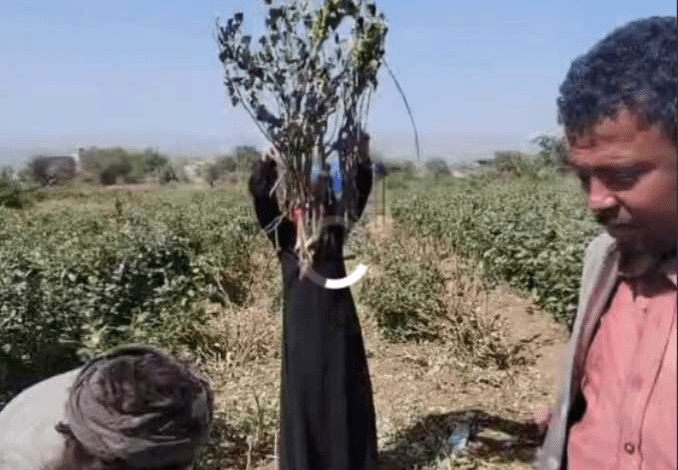 فيديو-موجع:-امرأة-يمنية-تحرق-خمارها-وتستغيث-بعدما-اعتدى-المشرف-الحوثي-على-أرضها-وبيتها-في-إب-”شاهد”