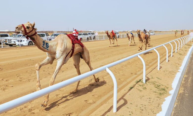 مهرجان ولي العهد للهجن.. "بارود" الأفضل في منافسات "اللقايا" والراكب الآلي يبدأ من 700 ريال