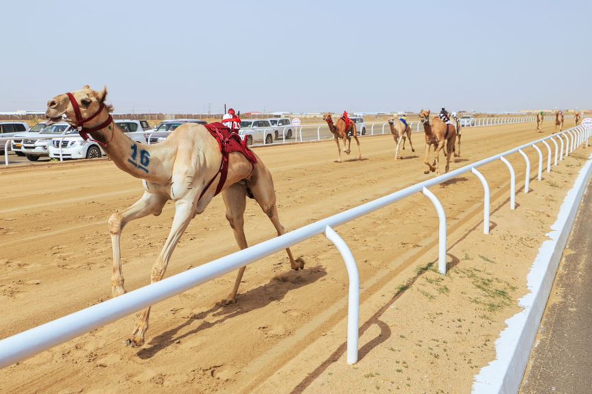 مهرجان ولي العهد للهجن.. "بارود" الأفضل في منافسات "اللقايا" والراكب الآلي يبدأ من 700 ريال