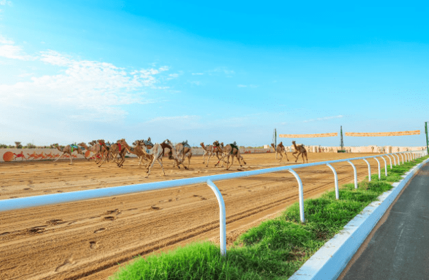 السعوديون يسيطرون على كؤوس مهرجان ولي العهد للهجن وغدا انطلاق فئة "الثنايا"