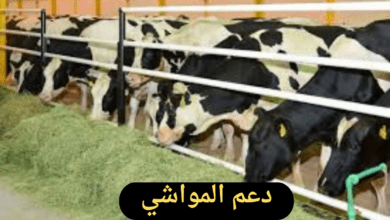 ما هي خطوات التسجيل في دعم المواشي وما شروط الحصول على الدعم؟