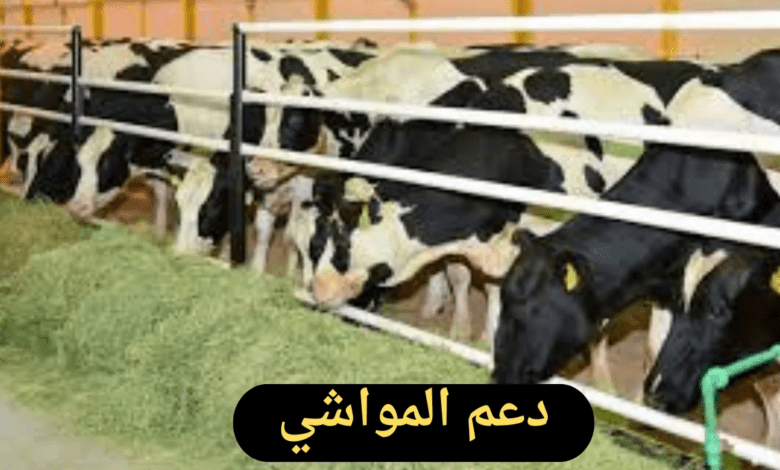 ما هي خطوات التسجيل في دعم المواشي وما شروط الحصول على الدعم؟