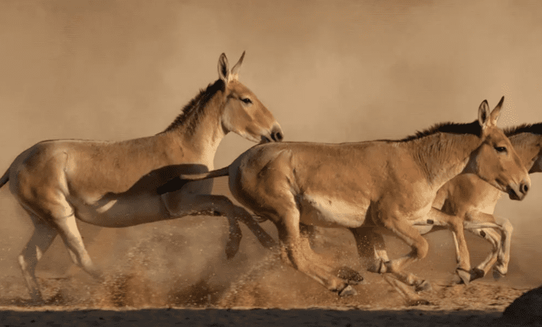 كرمه الشعر قديمًا وأنقذته السعودية من الانقراض.. ما نعرفه عن الحمار البري الآسيوي