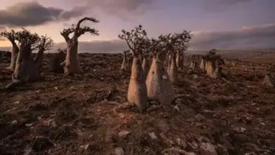 socotra-island:-the-blessed-island-and-home-to-the-rarest-trees-on-earth