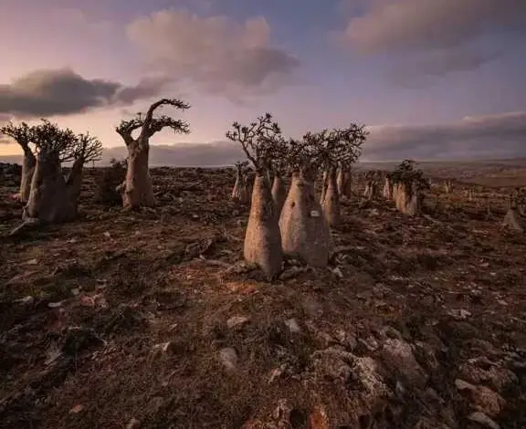 socotra-island:-the-blessed-island-and-home-to-the-rarest-trees-on-earth