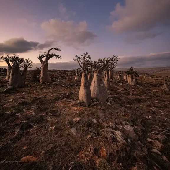 socotra-island:-the-blessed-island-and-home-to-the-rarest-trees-on-earth