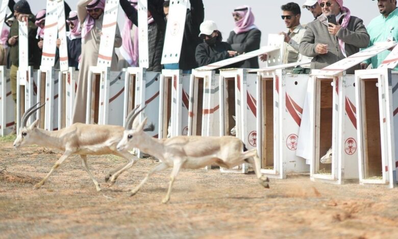 إطلاق 95 كائنًا فطريًّا مهددًا بالانقراض في محمية الإمام تركي بن عبدالله الملكية