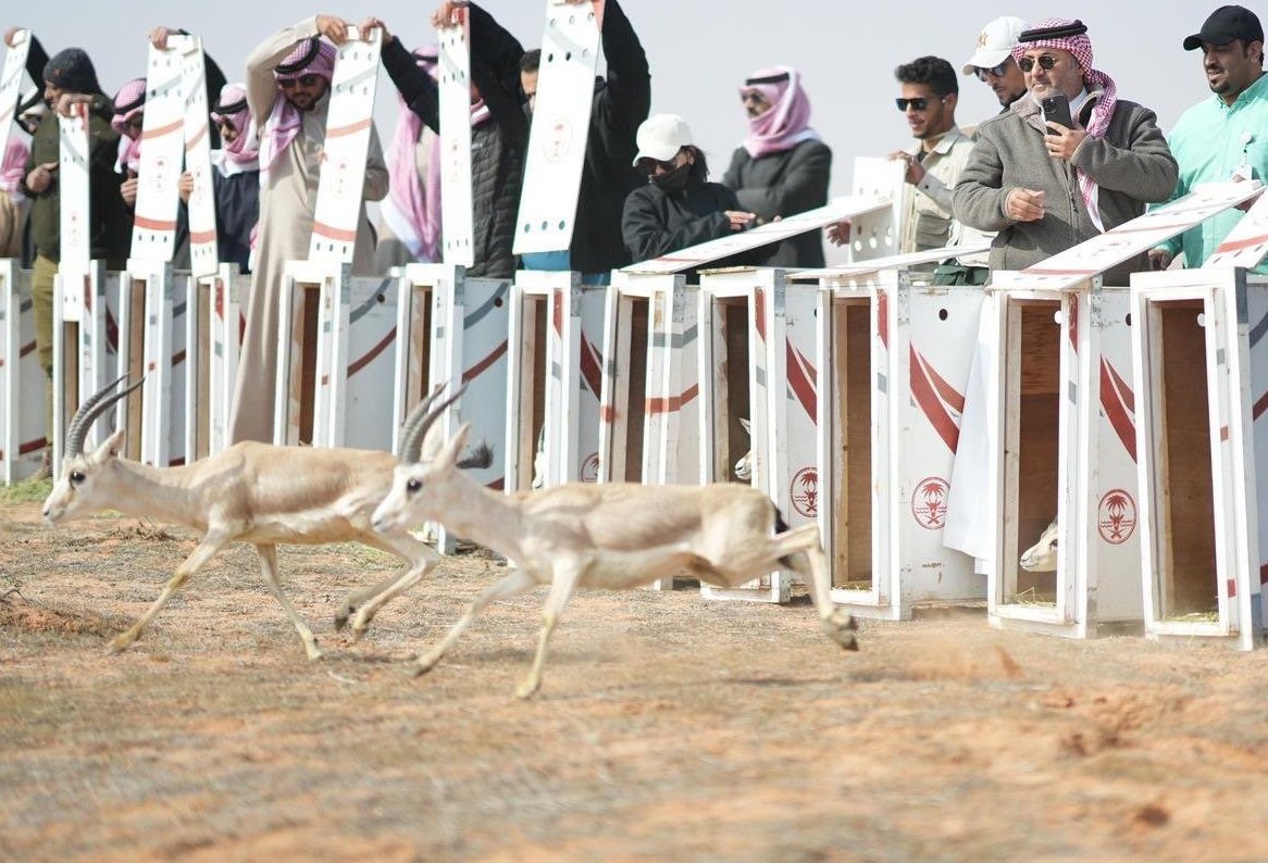 إطلاق 95 كائنًا فطريًّا مهددًا بالانقراض في محمية الإمام تركي بن عبدالله الملكية