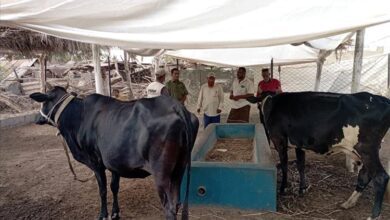 لحج..فريق من مركز الارشاد الزراعي والبيطري بتبن يتفقد مشاريع تربية الماشية في المديرية