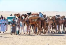 وسط مشاركة وتفاعل جماهيري غير مسبوق ..مهرجان التراث بوادي بلحارث بشبوة يتواصل لليوم الثاني