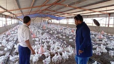 الأشغال والصناعة بالحصين يشددان على إستخراج رخص مزاولة المهنة لمزارع الدجاج والبيع بالفاتورة