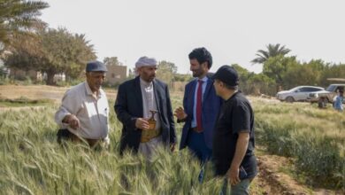 تدشين يوم حقلي بمأرب لنشر بذور القمح المحسنة محليا