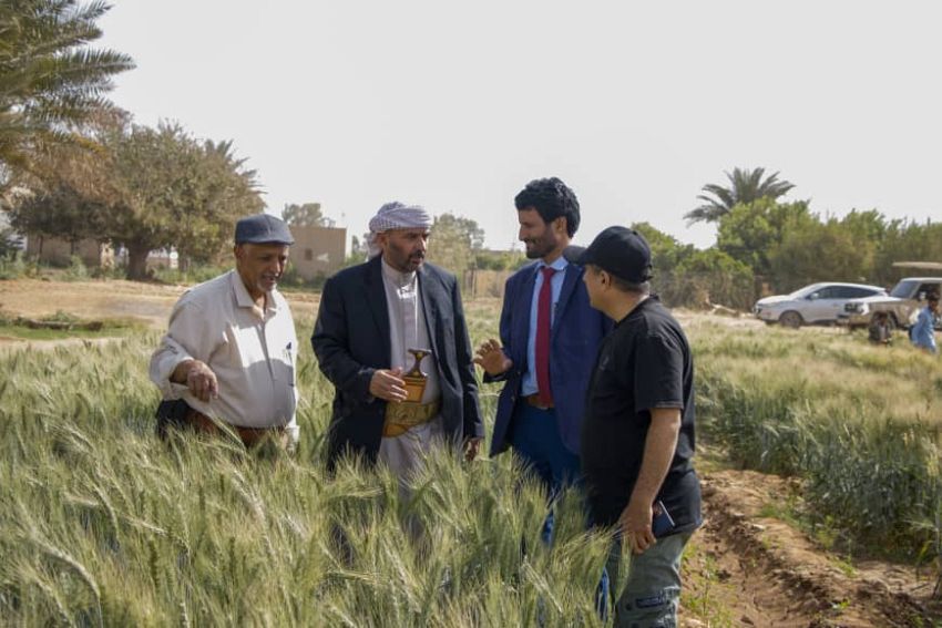 تدشين يوم حقلي بمأرب لنشر بذور القمح المحسنة محليا