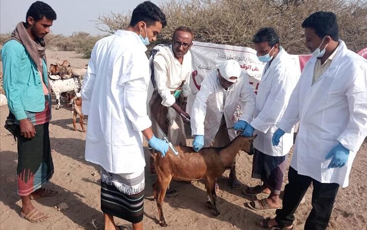 مدير عام موزع يدشن حملة تحصين الثروة الحيوانية ضد الجدري والطاعون