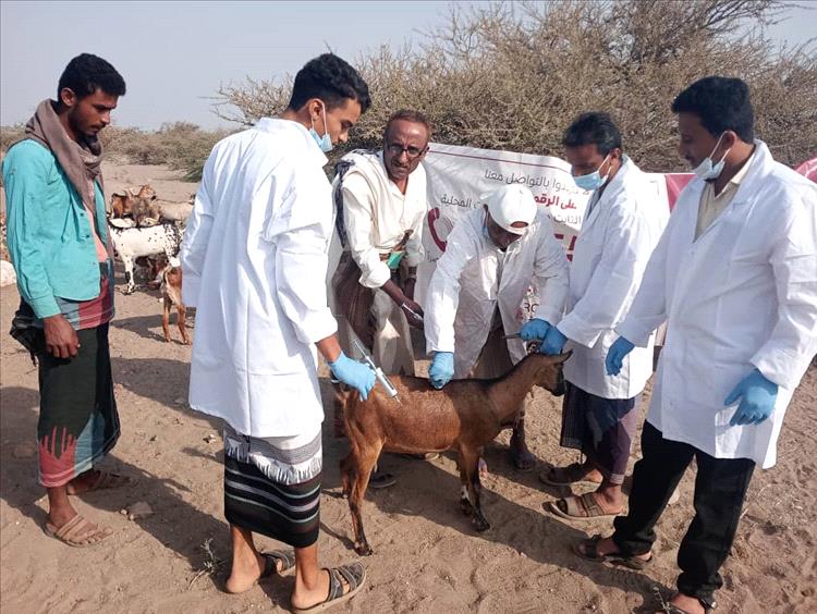 مدير عام موزع يدشن حملة تحصين الثروة الحيوانية ضد الجدري والطاعون