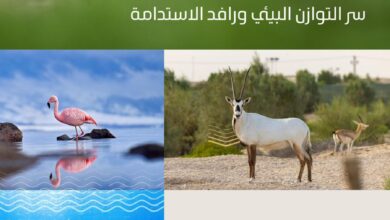 التنوع الأحيائي بالسعودية.. إرث طبيعي وركيزة للاستدامة وتوازن النظم البيئية