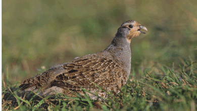 "الحياة الفطرية" يُطلق 4 برامج لإكثار طيور الحجل تمهيدًا لتوطينها في بيئاتها