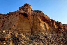 تسجيل ولادة 74 حيوانًا بريًا في محمية الملك خالد