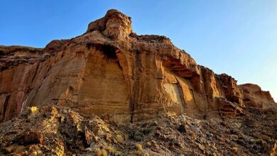 تسجيل ولادة 74 حيوانًا بريًا في محمية الملك خالد