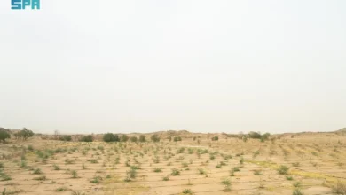 زراعة أكثر من 20 مليون شجرة في الرياض