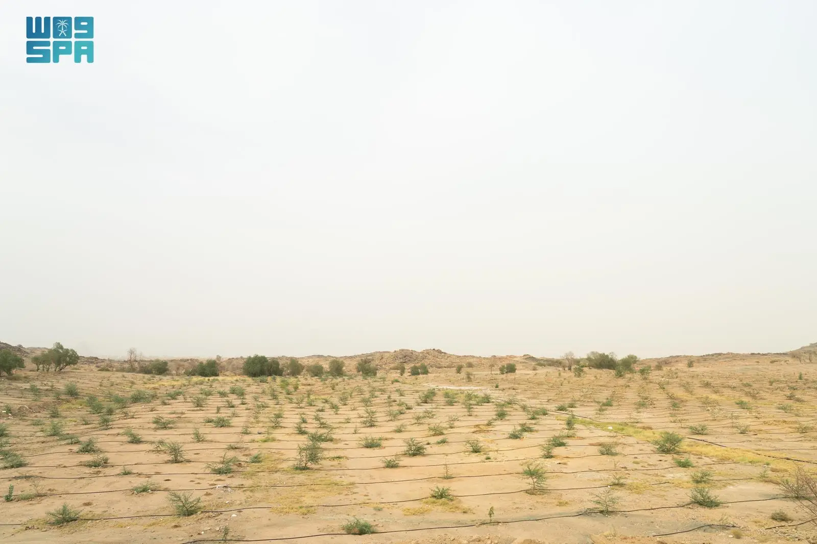زراعة أكثر من 20 مليون شجرة في الرياض