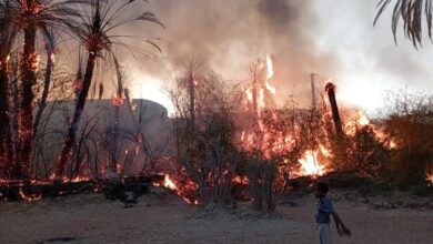 حريق هائل يلتهم أكثر من 150 نخلة في مديرية ساه بحضرموت