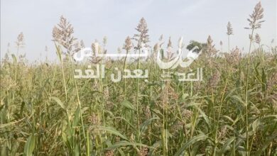 ختام فعاليات اليوم الحقلـي لمحاصيل الحبوب في مديرية أحور