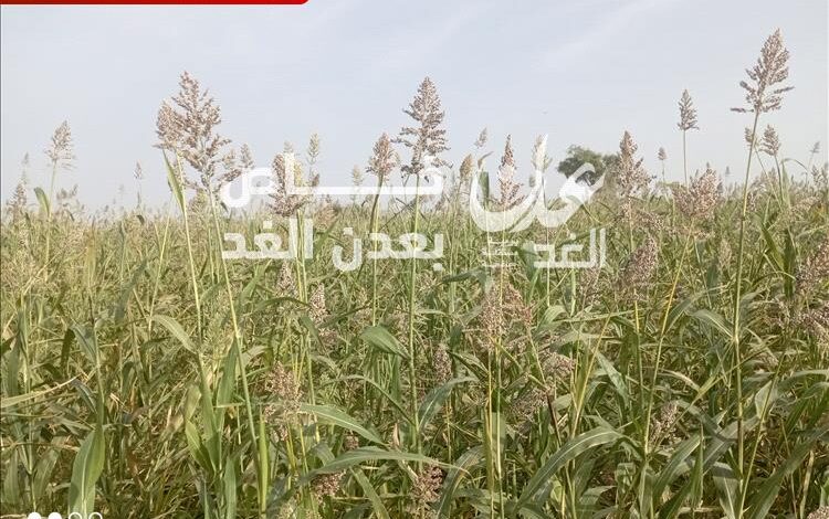 ختام فعاليات اليوم الحقلـي لمحاصيل الحبوب في مديرية أحور