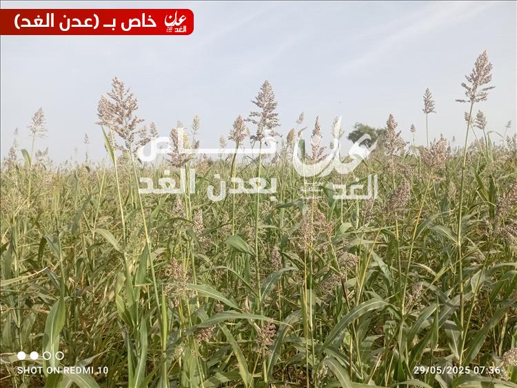 ختام فعاليات اليوم الحقلـي لمحاصيل الحبوب في مديرية أحور