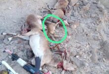 قبيلة مغفيق بالمهرة تصدر بيانًا ترفض فيه الاصطياد الجائر للغزلان وتتوعد بملاحقة المخالفين