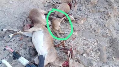 قبيلة مغفيق بالمهرة تصدر بيانًا ترفض فيه الاصطياد الجائر للغزلان وتتوعد بملاحقة المخالفين