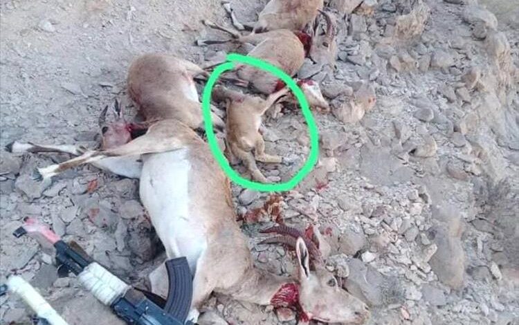 قبيلة مغفيق بالمهرة تصدر بيانًا ترفض فيه الاصطياد الجائر للغزلان وتتوعد بملاحقة المخالفين