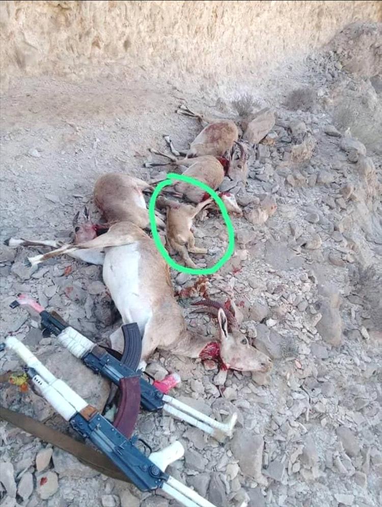 قبيلة مغفيق بالمهرة تصدر بيانًا ترفض فيه الاصطياد الجائر للغزلان وتتوعد بملاحقة المخالفين