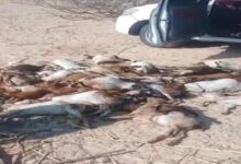 كارثة في رضوم.. الكلاب الضالة تفتك بقطيع أغنام وتخلّف خسائر فادحة