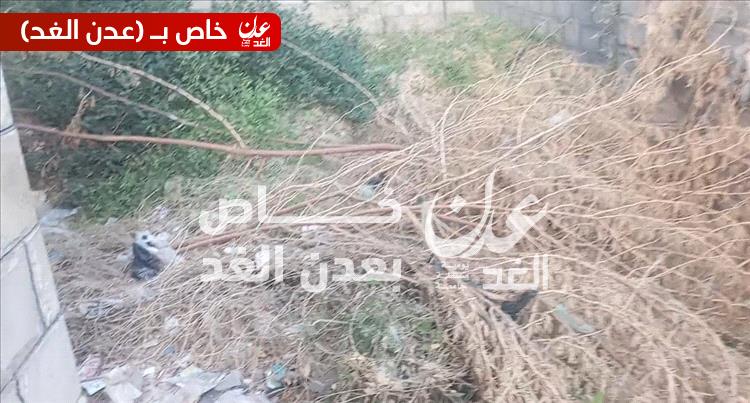 مدير صندوق النظافة والتحسين بأحور يدشّن حملة إزالة المخلفات وبعض الأشجار داخل حرم مدرسة الزهراء