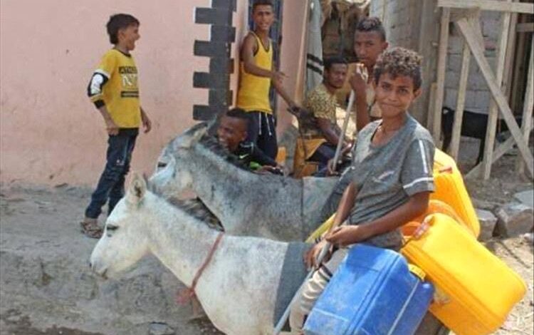 مزارعو أبين يشكون من تصدير الحمير إلى عدن لاستخدامها في نقل المياه