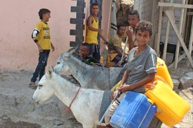 مزارعو أبين يشكون من تصدير الحمير إلى عدن لاستخدامها في نقل المياه