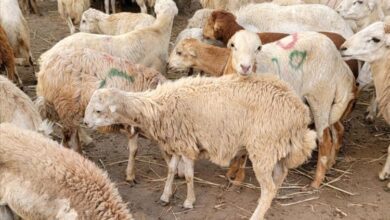 مع اقتراب العيد.. الأضاحي في عدن خارج متناول الناس والدجاج الخيار الأسهل