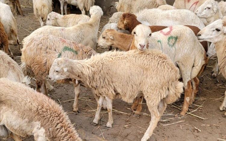 مع اقتراب العيد.. الأضاحي في عدن خارج متناول الناس والدجاج الخيار الأسهل