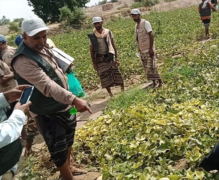يوم حقلي لمحصول الشمام بمزرعة طارش العولقي في فالج عياض محافظة لحج