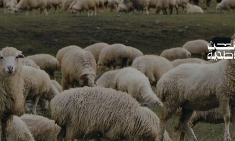 160 طنًا من لحوم الأضاحي وأكثر من 140 ألف مستفيد من مبادرة "ثلث الأضحية" في الرياض