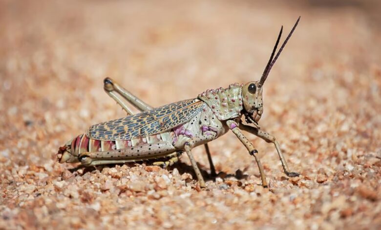 الجراد الصحراوي