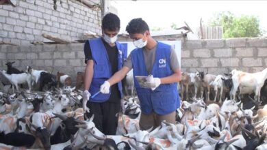 الهيئة العالمية للإغاثة والتنمية تختتم مشروع توزيع الأضاحي في أربع محافظات يمنية.