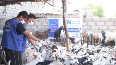 الهيئة العالمية للإغاثة والتنمية تختتم مشروع توزيع الأضاحي في أربع محافظات باستفادة أكثر من 17 ألف أسرة
